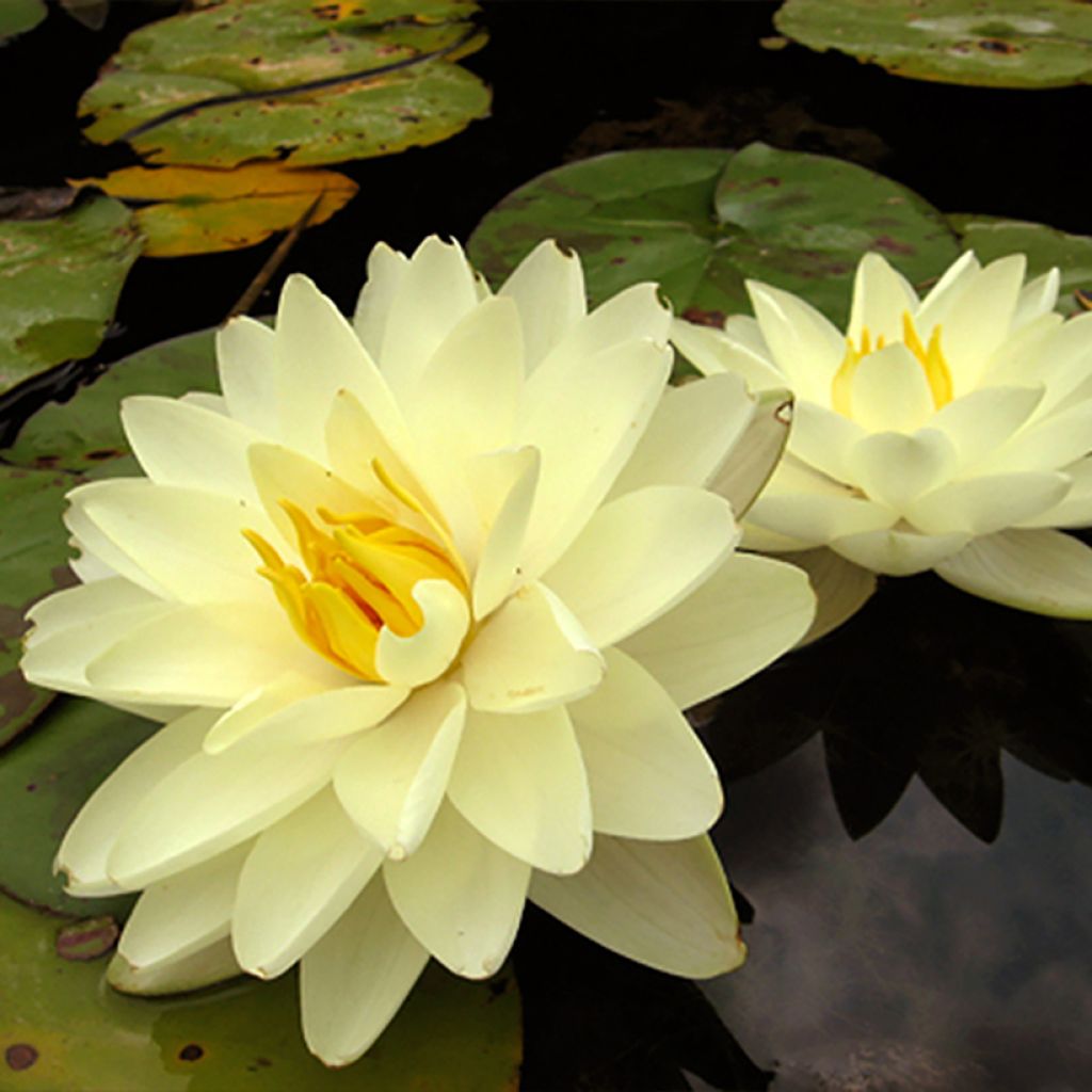 Nymphaea Lemon Chiffon - Winterharte Seerose