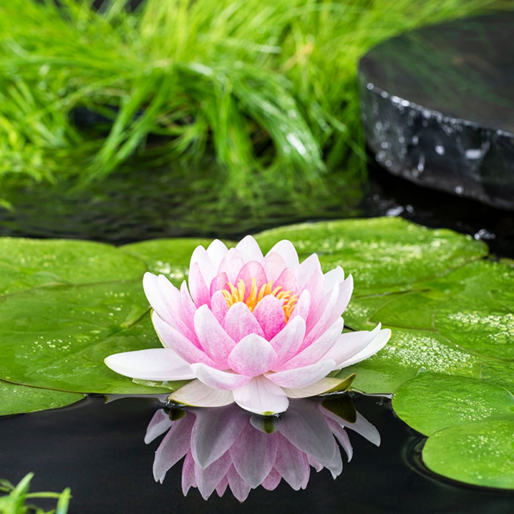 Nymphaea Madame Wilfron Gonnère - Winterharte Seerose