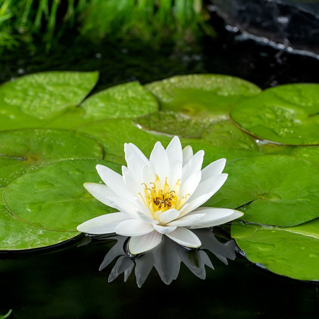 Nymphaea Marliacea Albida - Winterharte Seerose