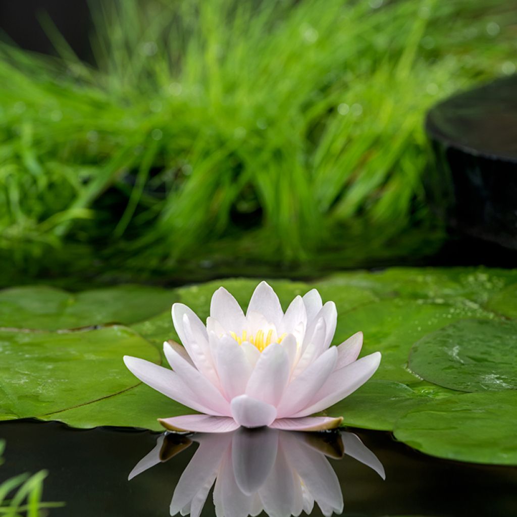 Nymphaea Marliacea Carnea - Winterharte Seerose