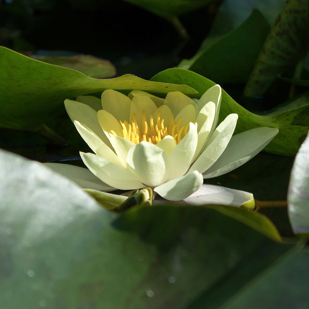 Nymphaea Marliacea Chromatella - Winterharte Seerose