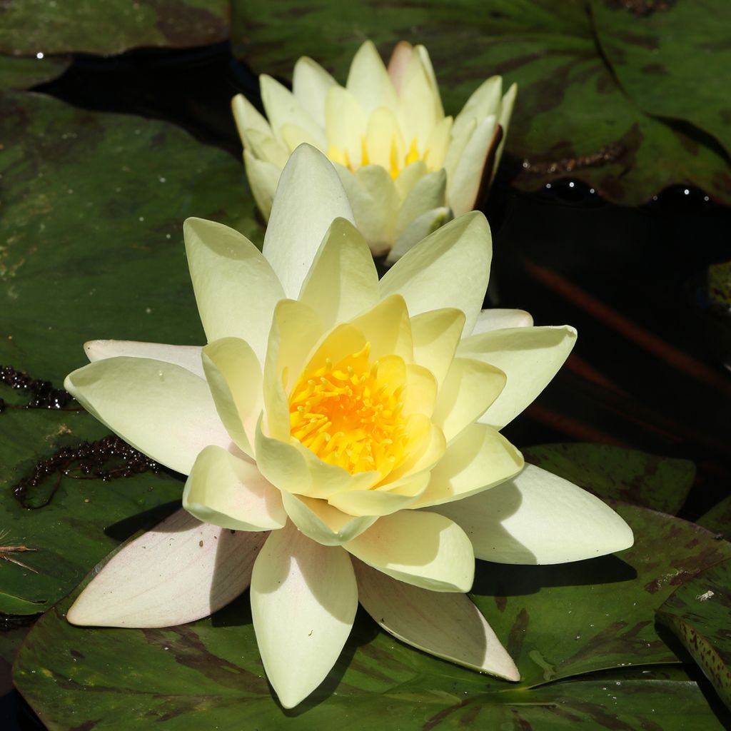 Nymphaea Marliacea Chromatella - Winterharte Seerose