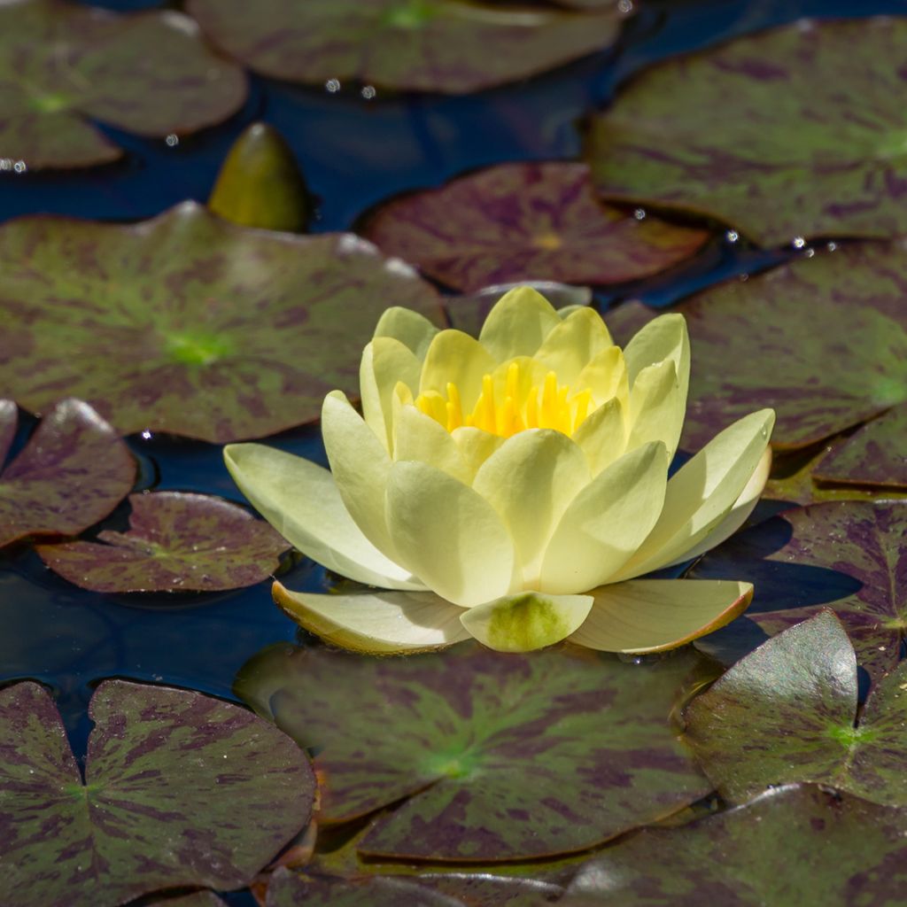 Nymphaea Marliacea Chromatella - Winterharte Seerose