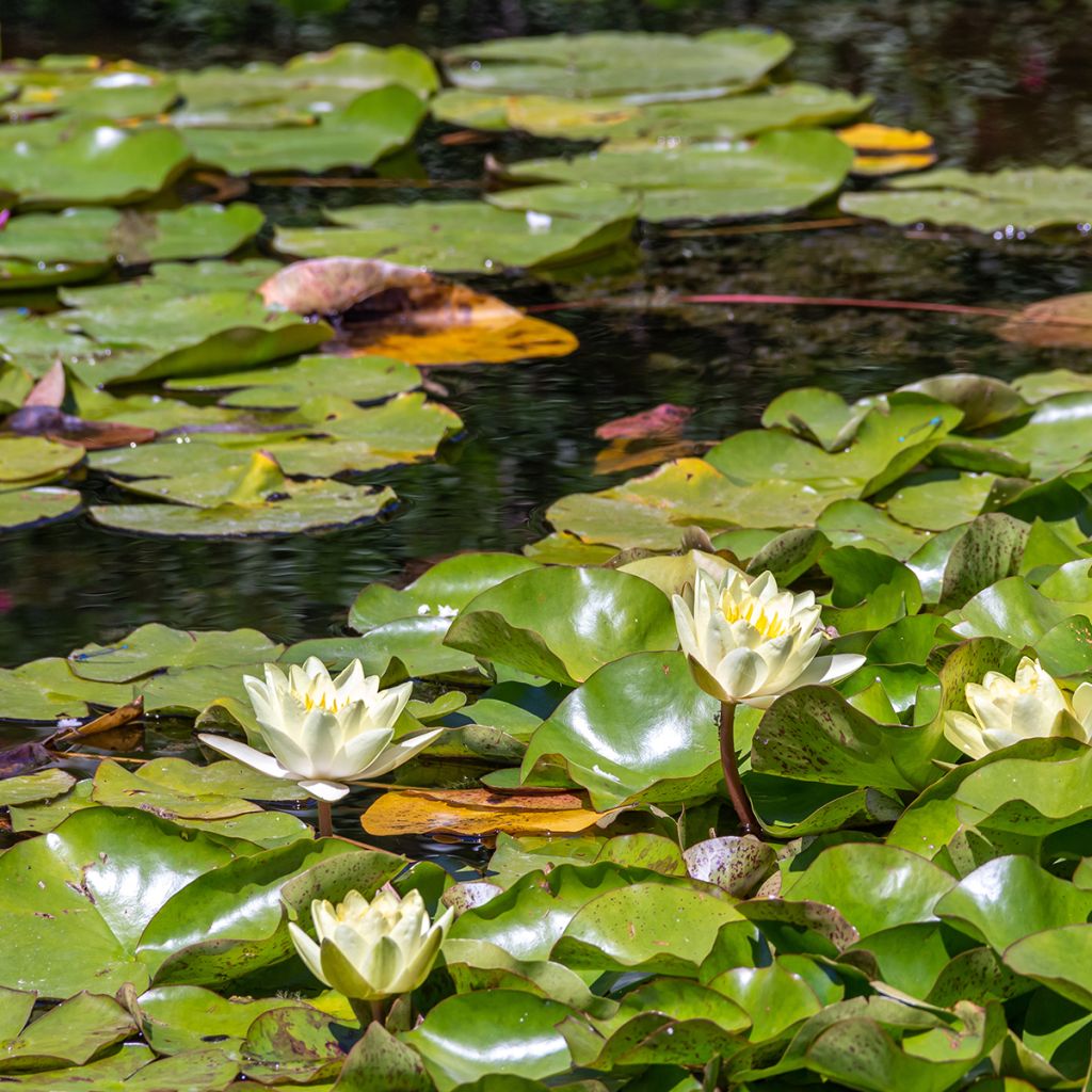 Nymphaea Marliacea Chromatella - Winterharte Seerose