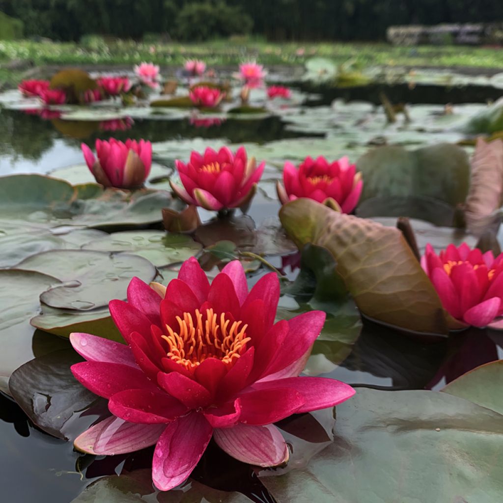 Nymphaea Marliacea Ignea - Winterharte Seerose