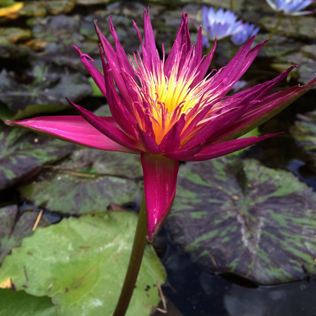 Nymphaea Miami Rose - Tropische Seerose