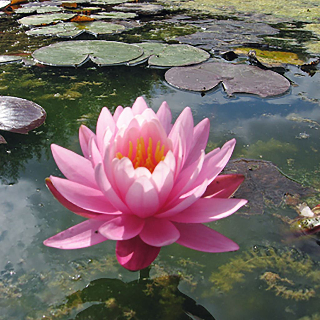 Nymphaea odorata Odorata Suavissima - Wohlriechende Seerose