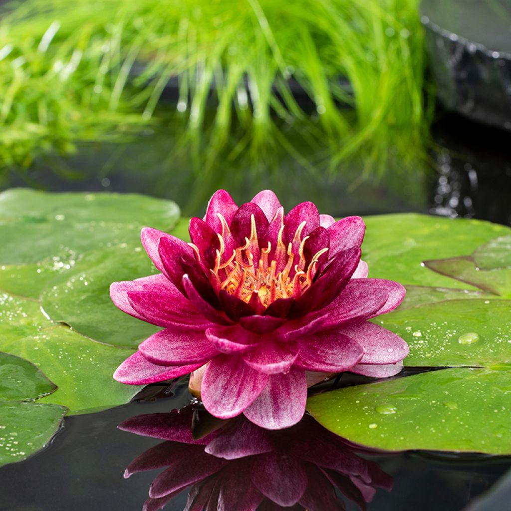 Nymphaea Almost Black - Winterharte Seerose