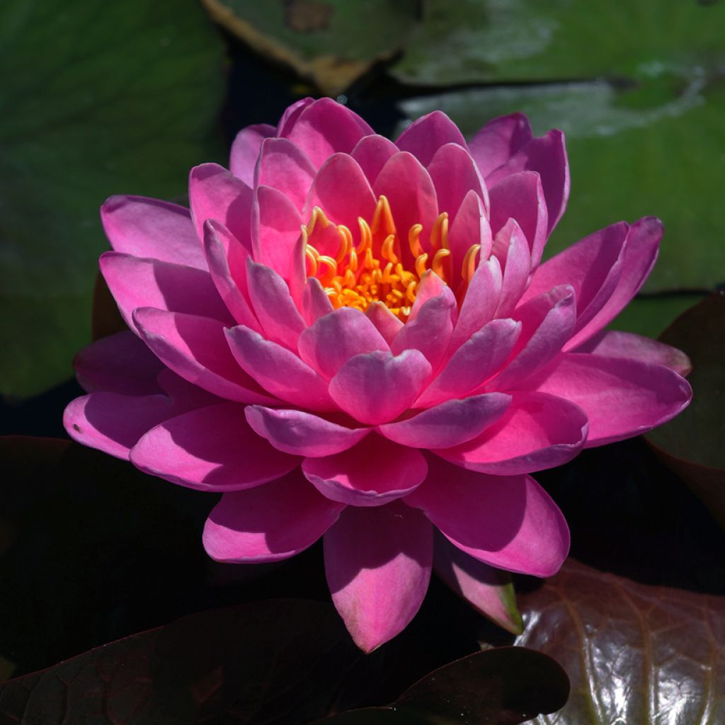 Nymphaea Fire Opal - Winterharte Seerose