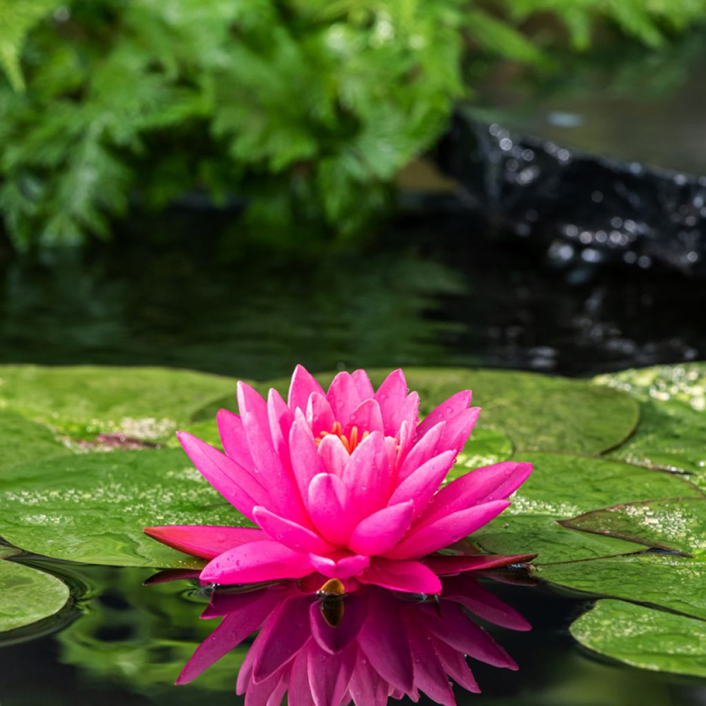 Nymphaea Perry's Magnificent - Winterharte Seerose