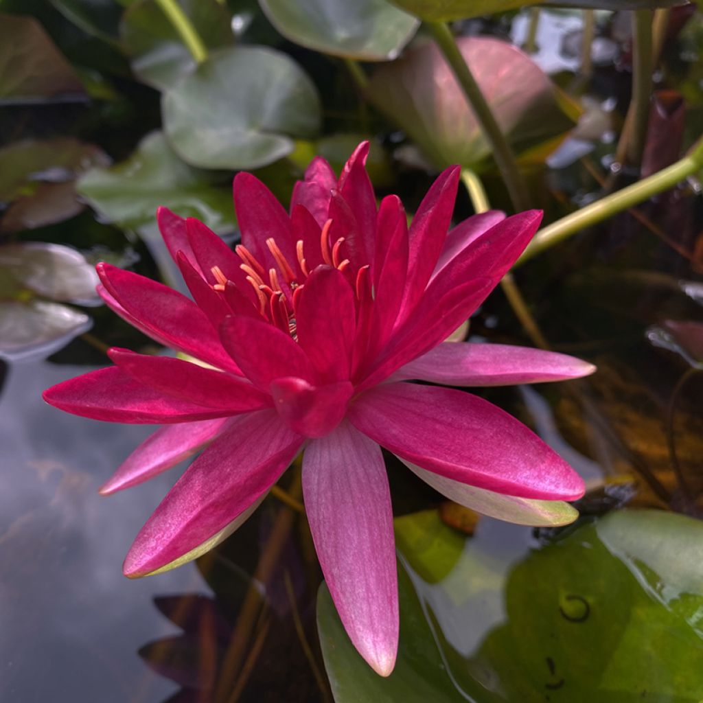 Nymphaea Perry's Red Glow - Winterharte Seerose