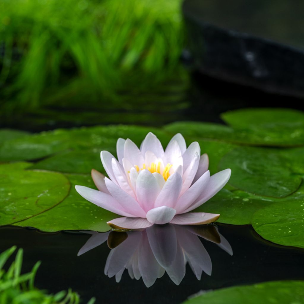 Nymphaea Peter Slocum - Winterharte Seerose