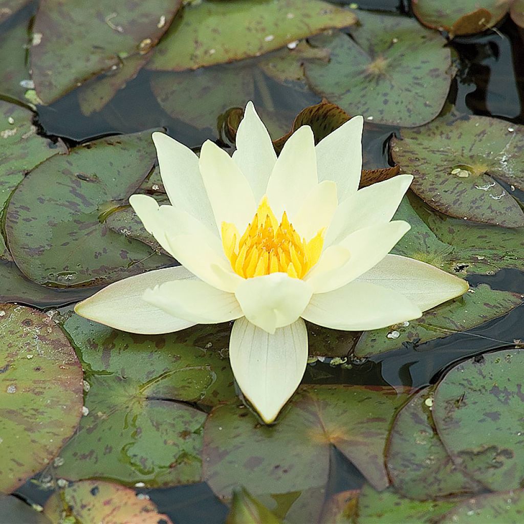 Nymphaea Pygmea Helvola - Winterharte Seerose