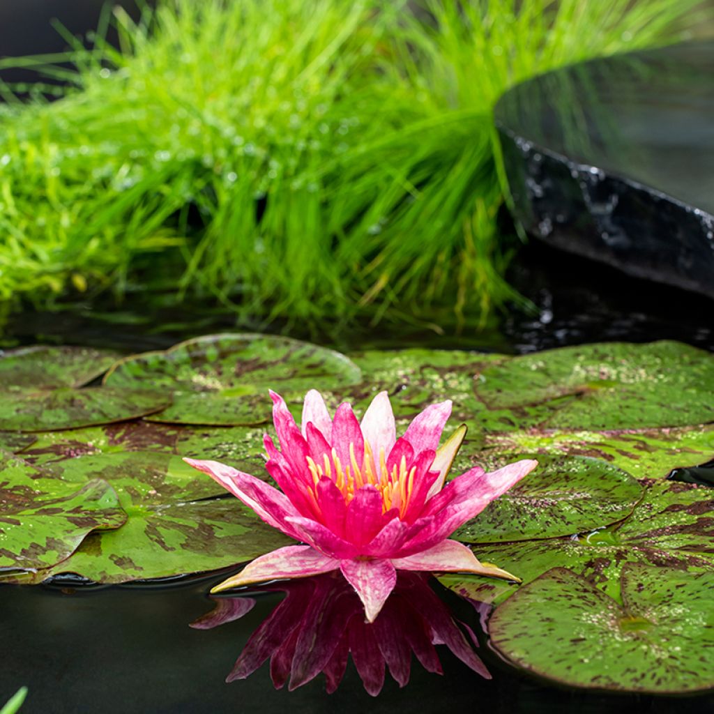 Nymphaea Red Spider - Winterharte Seerose