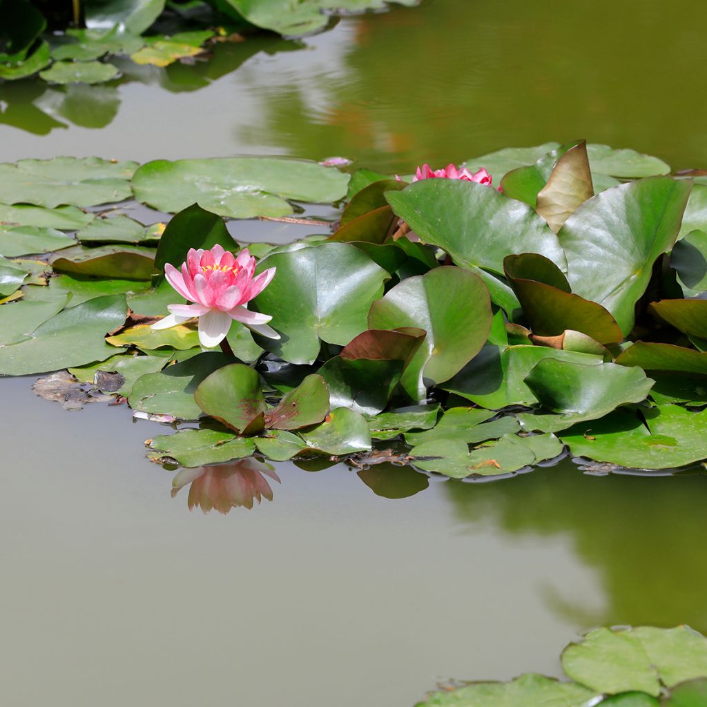 Nymphaea Rose Arey - Winterharte Seerose