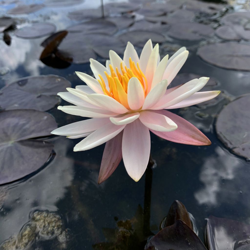 Nymphaea Starbright - Winterharte Seerose