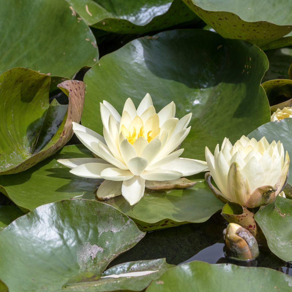 Nymphaea Texas Dawn - Winterharte Seerose