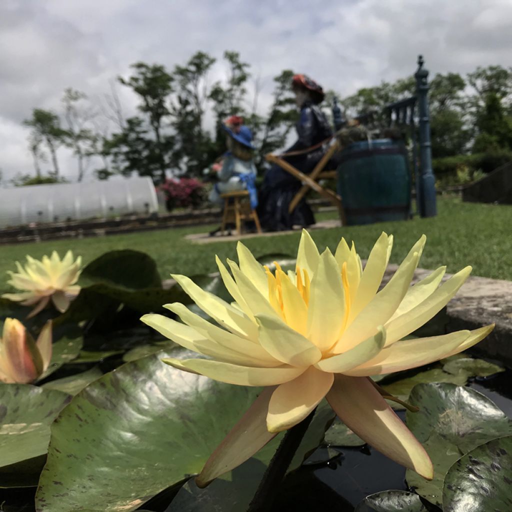 Nymphaea Texas Dawn - Winterharte Seerose