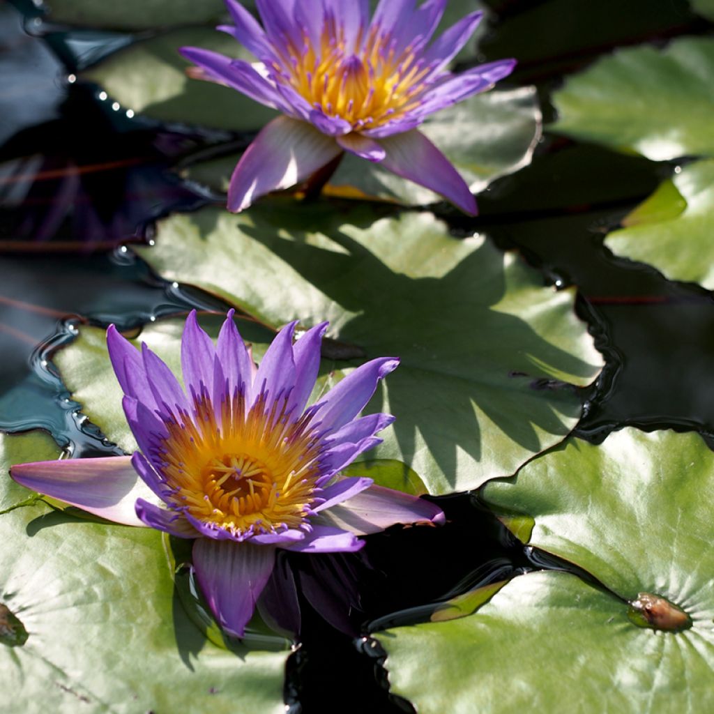 Nymphaea Tina - Tropische Seerose