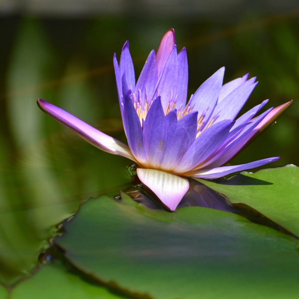 Nymphaea Tina - Tropische Seerose