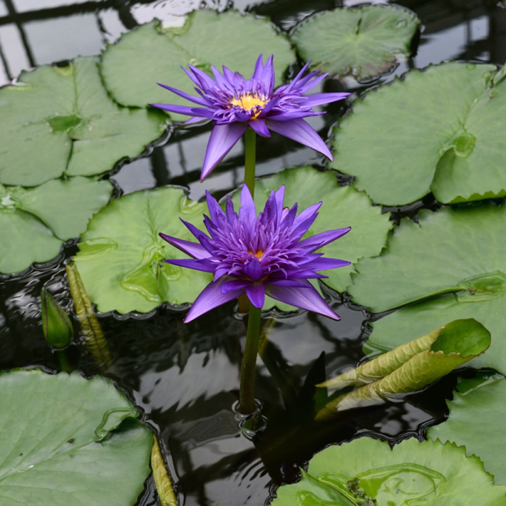 Nymphaea Tina - Tropische Seerose