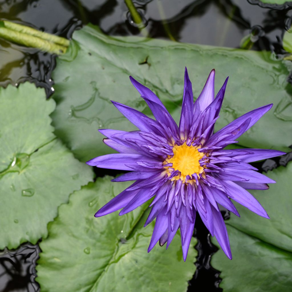 Nymphaea Tina - Tropische Seerose