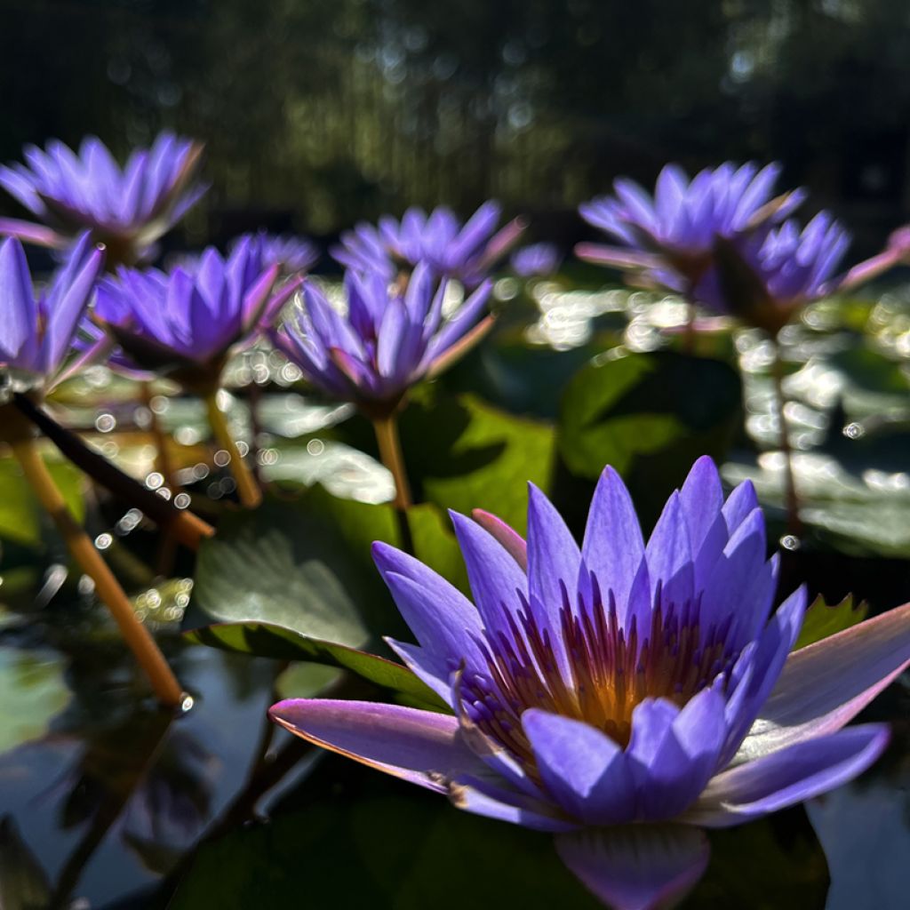 Nymphaea Tina - Tropische Seerose