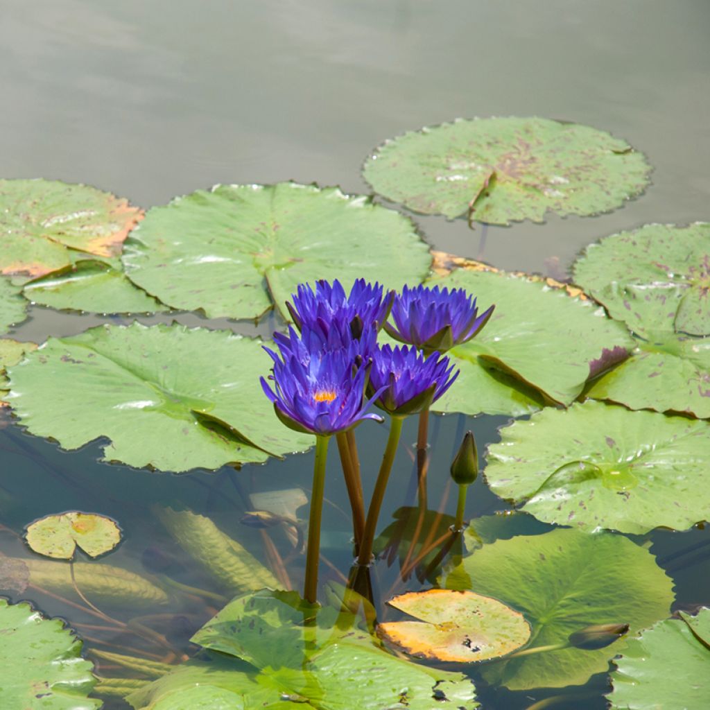 Nymphaea Tina - Tropische Seerose