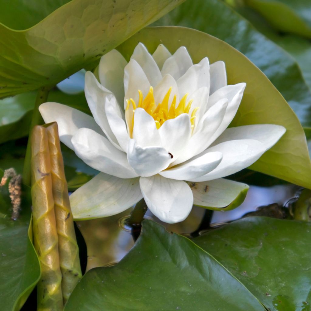 Nymphaea Virginalis - Winterharte Seerose