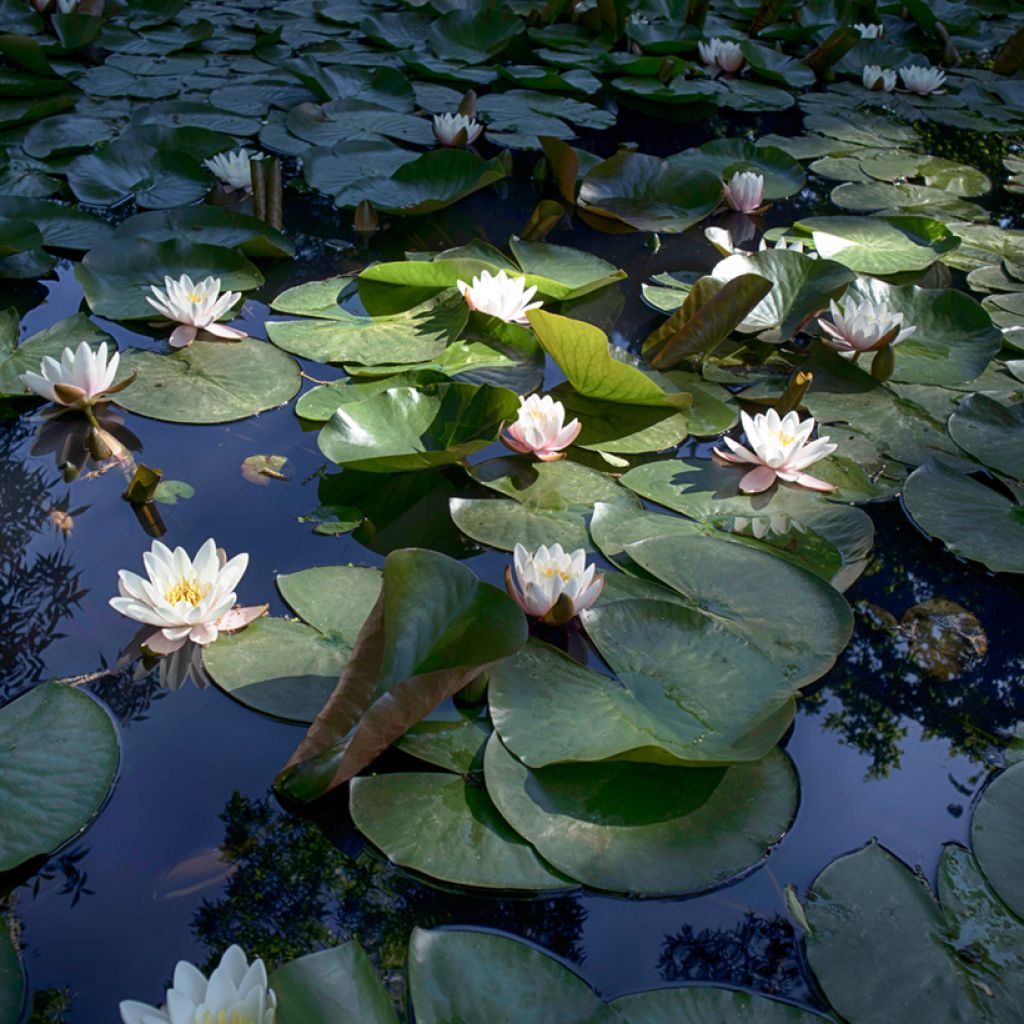 Nymphaea Virginalis - Winterharte Seerose