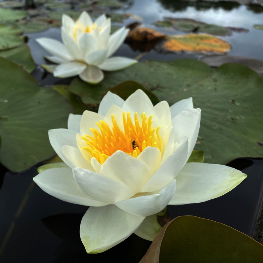 Nymphaea Virginalis - Winterharte Seerose