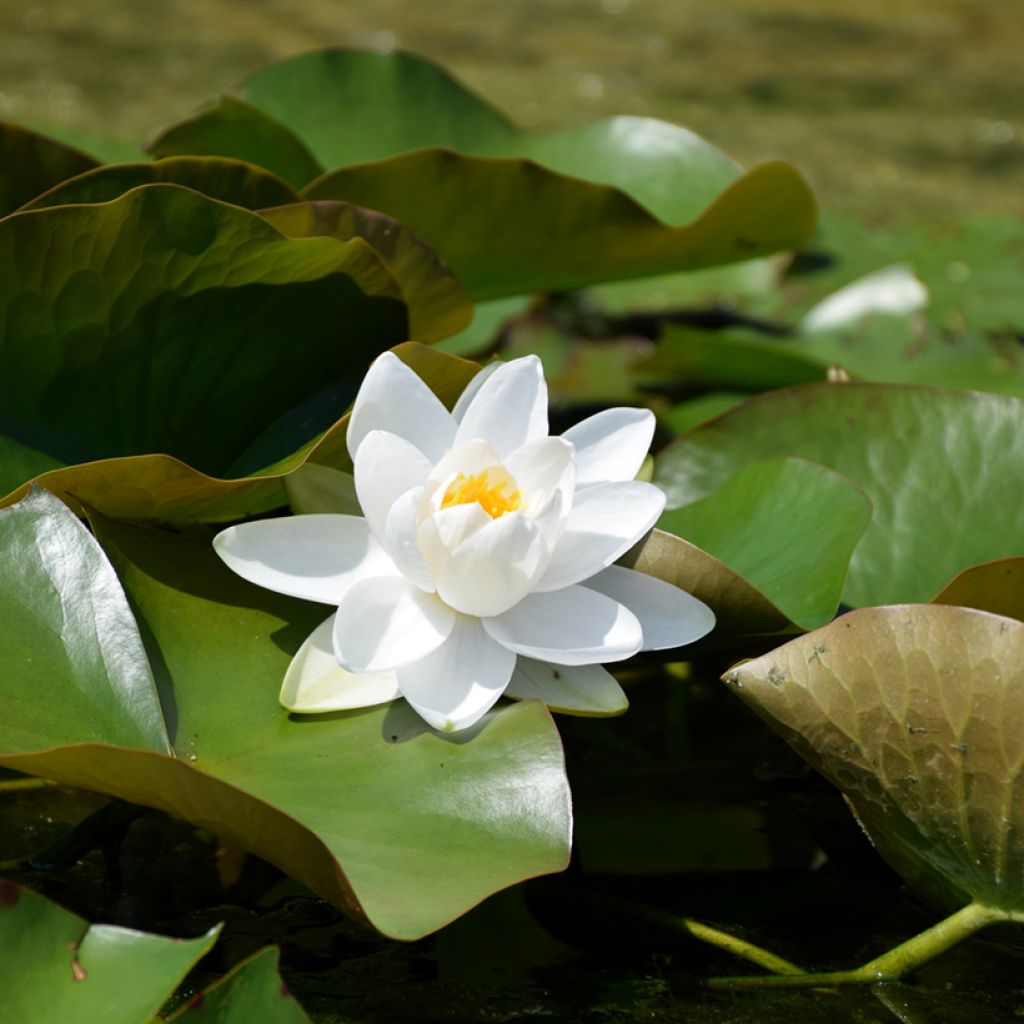 Nymphaea Walter Pagels - Winterharte Seerose