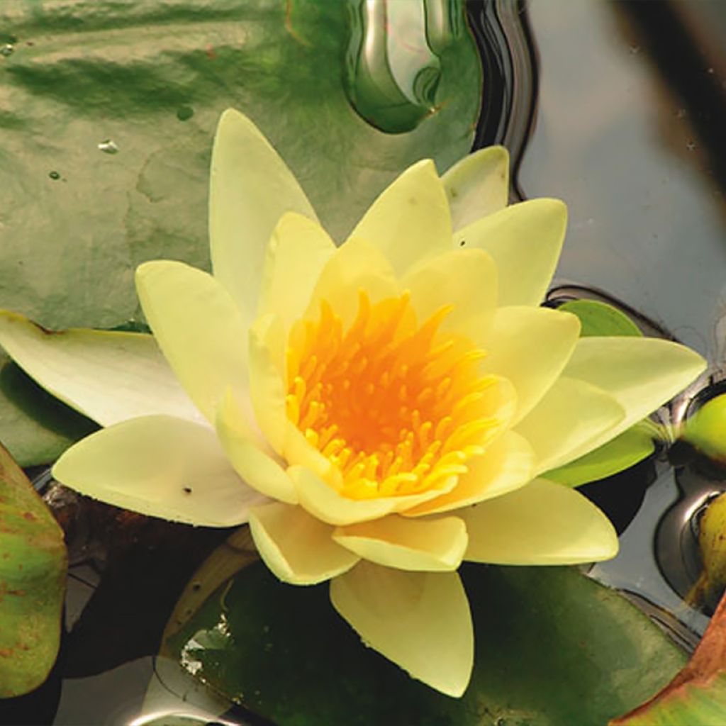 Nymphaea Yellow Sensation - Winterharte Seerose