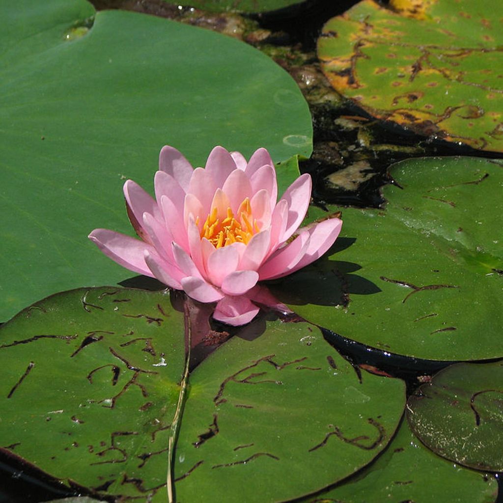 Nymphaea Fabiola - Winterharte Seerose