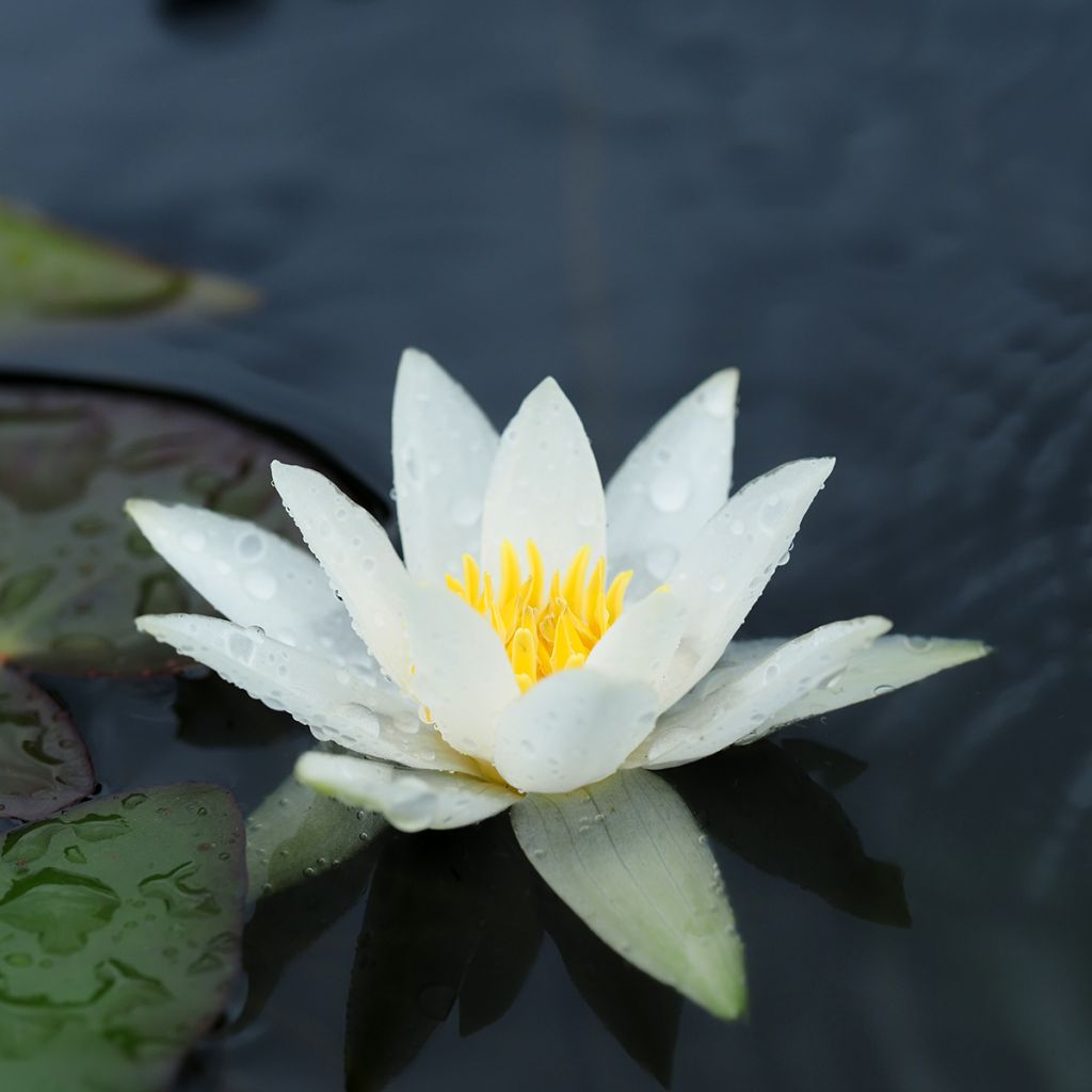 Nymphaea tetragona - Zwerg-Seerose