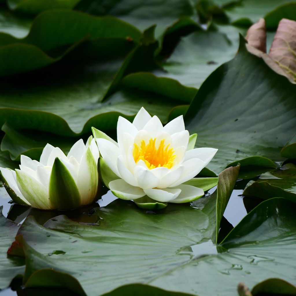 Nymphaea tetragona - Zwerg-Seerose