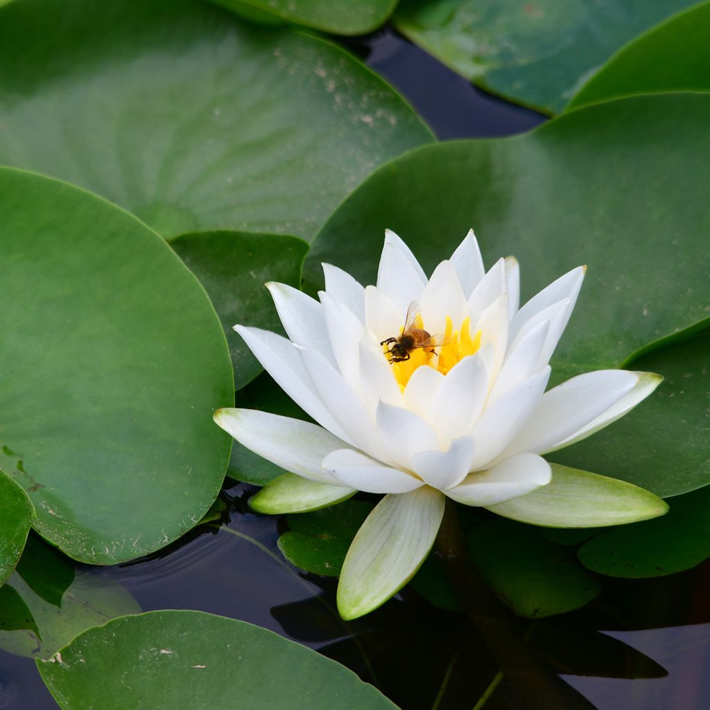 Nymphaea tetragona - Zwerg-Seerose