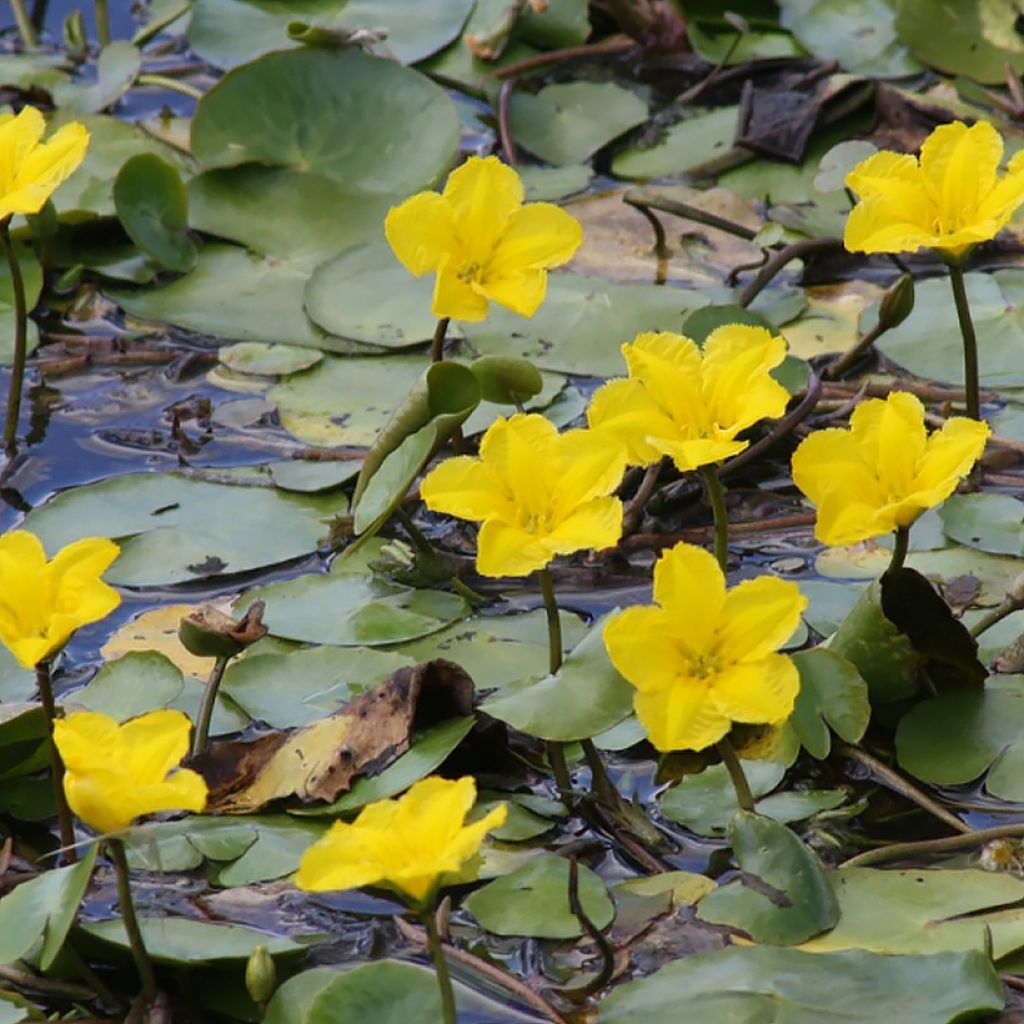 Nymphoides peltata - Europäische Seekanne