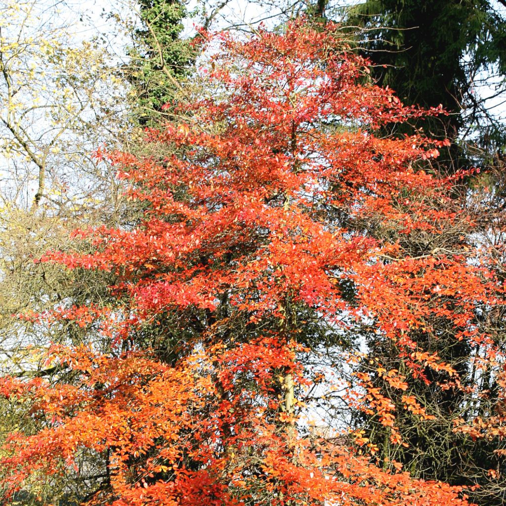 Nyssa sylvatica - Wald-Tupelobaum