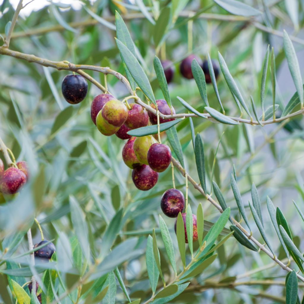 Ölbaum Grossanne - Olea europaea