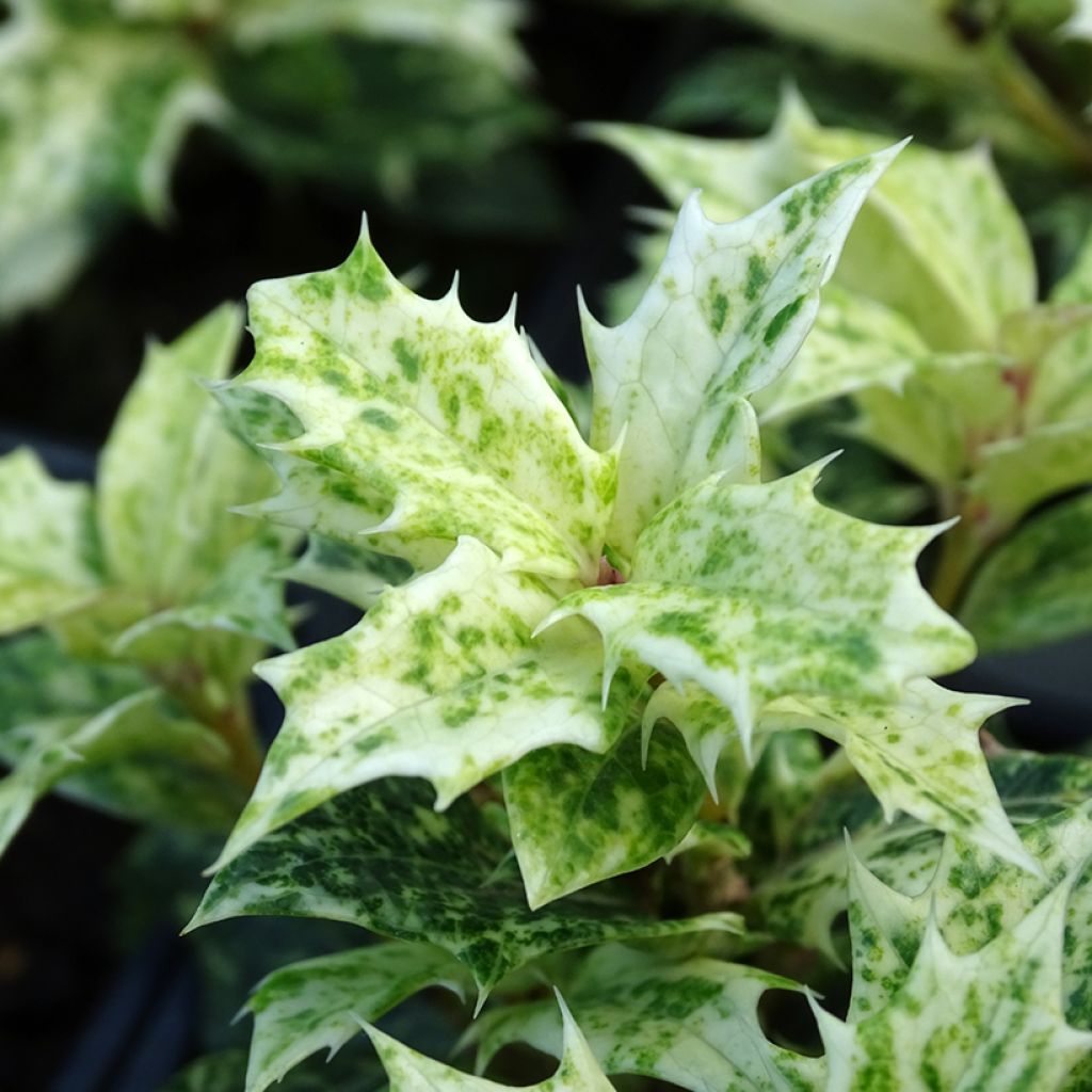 Osmanthus heterophyllus tricolor