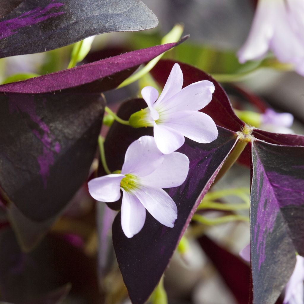 Oxalis triangularis - Trèfle pourpre