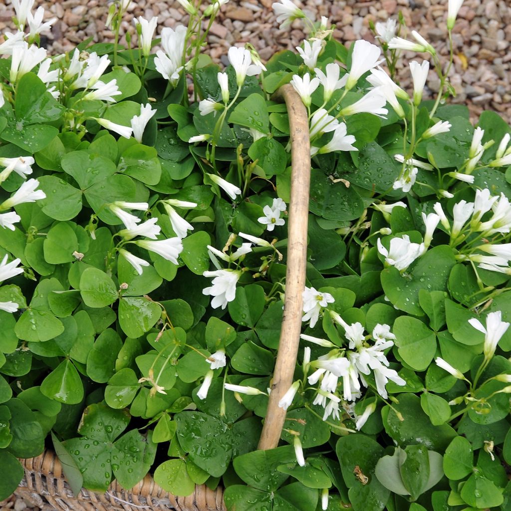 Oxalis triangularis ssp.papilionacea - Oxalis triangulaire