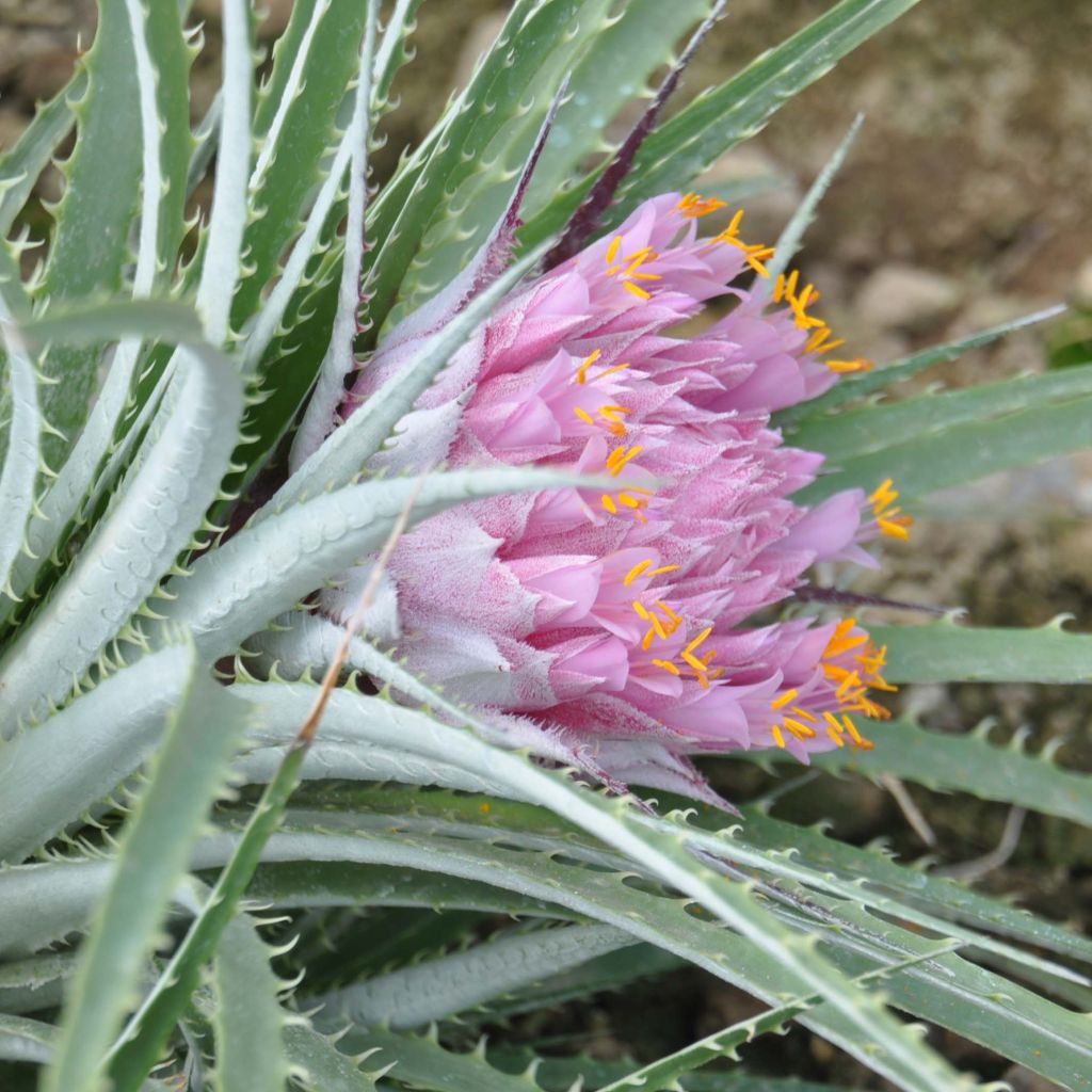 Ochagavia carnea