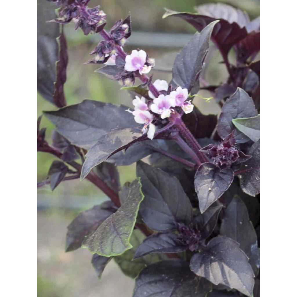 Basilikum Red Rubin - Ocimum basilicum var. purpurascens