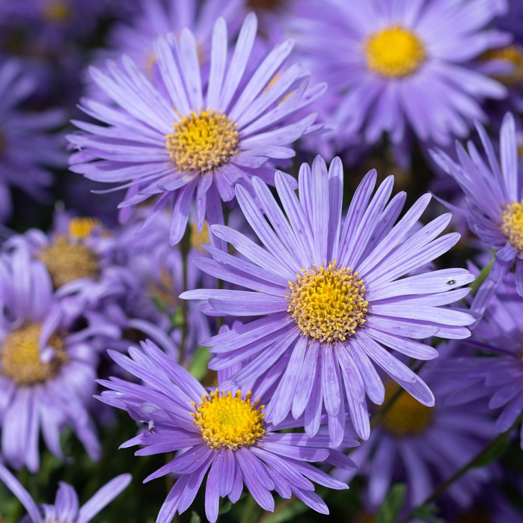 Aster amellus Grunder - Berg-Aster