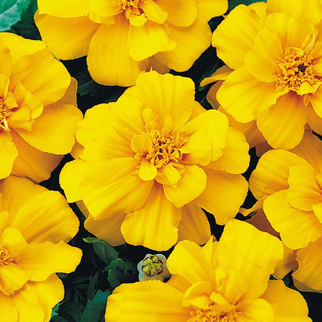 Niedrige Studentenblume Queen jaune vif - Tagetes