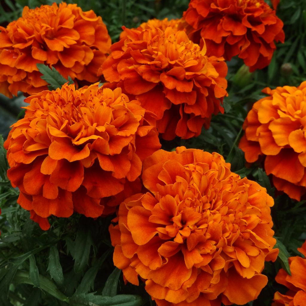 Niedrige Studentenblume Fireball - Tagetes