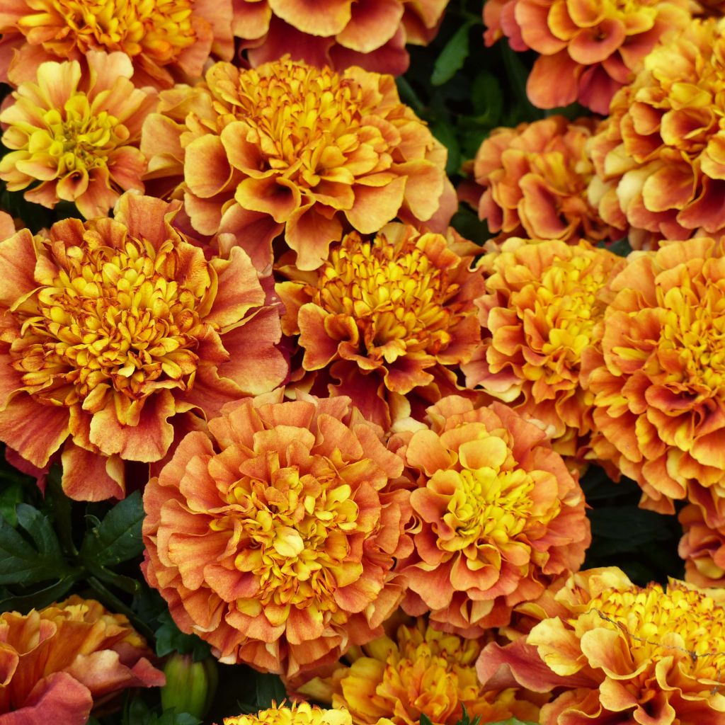 Niedrige Studentenblume Strawberry Blonde - Tagetes