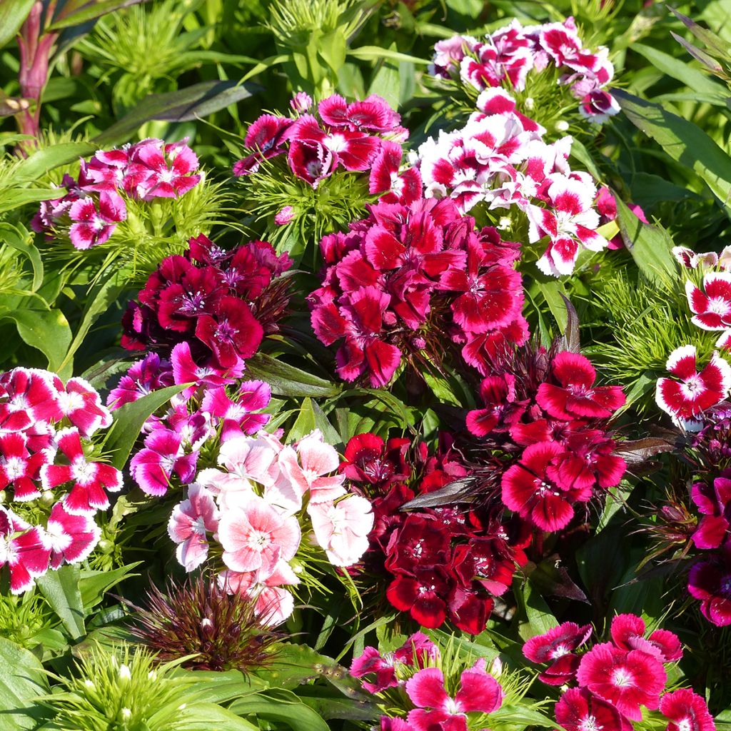 Dianthus barbatus T&M Auricula Eyed mixed (Samen) - Bartnelke